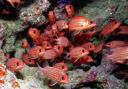 Hawaiian squirrelfish at French Frigate Shoals
