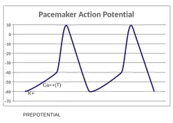 A plot of action potential (mV) vs time. The membrane potential is initially −60 mV, rise relatively slowly to the threshold potential of −40 mV, and then quickly spikes at a potential of +10 mV, after which it rapidly returns to the starting −60 mV potential. The cycle is then repeated.
