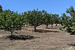 David Packard's apricot orchard in Los Altos Hills, preserved by the David and Lucile Packard Foundation