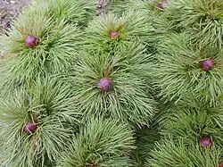 Paeonia tenuifolia, leaves and flower buds