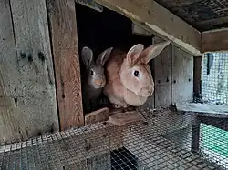 Two rabbits in an enclosure built out of wood and wire. The larger rabbit has a dewlap hanging from below its lower jaw.