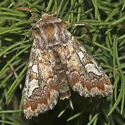 Pine beauty moth (Panolis flammea)