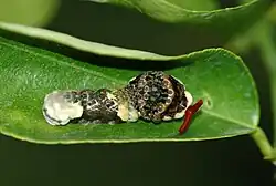 Giant swallowtail caterpillar everting its osmeterium in defence; it is also mimetic, resembling a bird dropping.