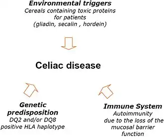 A visual descirbing the factors involved in developing coeliac disease