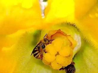 Squash bees (Apidae) are important pollinators of squashes and cucumbers.