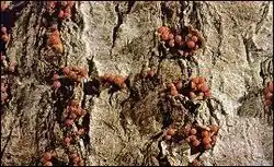 Fruiting bodies of Neonectria faginata, agent of beech bark disease