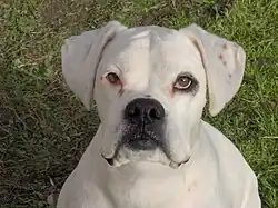 All-white Boxer