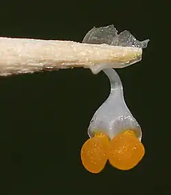 Phalaenopsis pollinia (orange) attached to a toothpick with its sticky viscidium