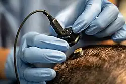 Participant in a brain-computer interface getting connected to a computer