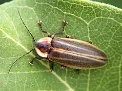 Photuris lucicrescens