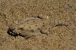 The flat-tail horned lizard's body is flattened and fringed to minimise its shadow.