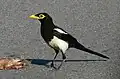 Yellow-billed magpie