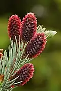 Young cones of a blue spruce (Picea pungens)