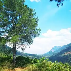 Pinus merkusii in Sumatra: the only pine whose range extends south of the equator