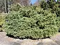 Pinus strobus 'Pigmaea'