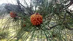 Pinus canariensis male cone in Gran Canaria