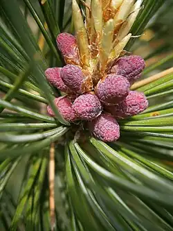 Immature male cones of Swiss pine (Pinus cembra)