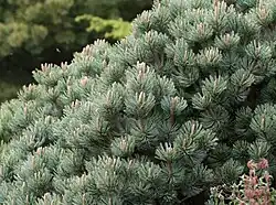 Pinus culminicola is a low-growing shrub, among the shortest pines.