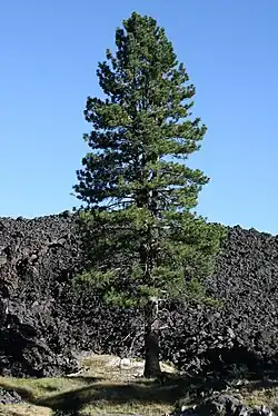 Image of a pine tree