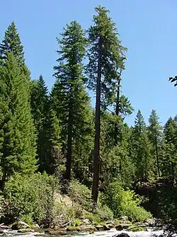 Pinus lambertiana is the tallest pine species.