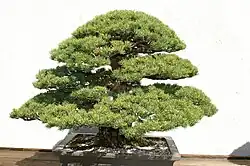 Pinus parviflora 'Miyajima' ornamental cultivar