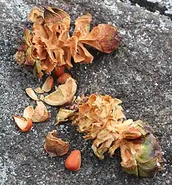 Pinus pumila cone opened by nutcrackers