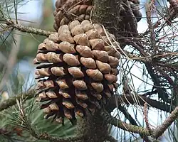 Pinus radiata female (seed) cone