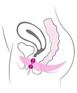 "Geisha balls" in the vagina on the level of the PC muscle