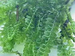 Plagiochila asplenioides, a leafy liverwort