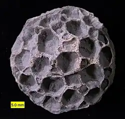 Pleurodictyum americanum, a unique Tabulate coral, Kashong Shale, Middle Devonian of New York