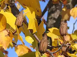 Golden autumn leaves and seed cones