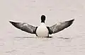 Common loon (Gavia immer) rearing up: Note the plump body and pointed but rather short wings