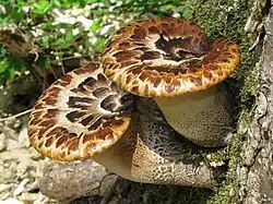 Two thickly stemmed brownish mushrooms with scales on the upper surface, growing out of a tree trunk