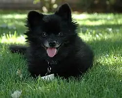 Black Pomeranian