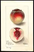 Peach (cultivar 'Berry'), watercolour, 1895