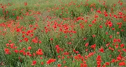 Wild poppy in Mazandaran, Iran