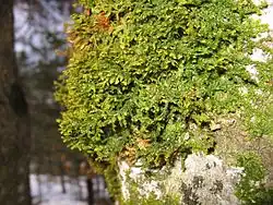 Porella platyphylla clump growing on a tree