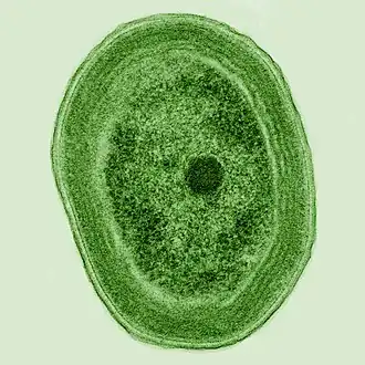 This planktonic bacterium is the cyanobacterium Prochlorococcus, the smallest photosynthetic organism in the world. It contributes up to 20% of the world's oxygen production, more than all tropical rainforests.[56]