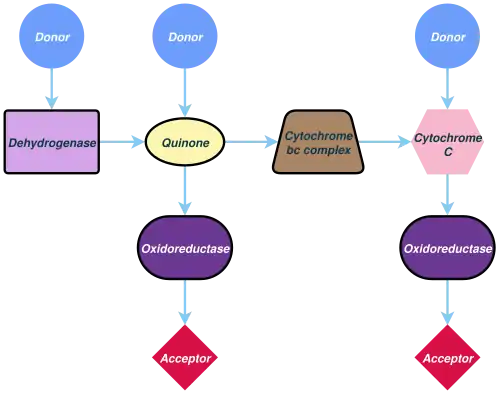 Flowchart combining various respiratory electron transport chains of prokaryotes into one generalized pathway. It shows three "Donor" entry points at the top, and two "Acceptor" exit points at the bottom. The long or central chain has a pathway starting with the top left corner Donor, downwards to Dehydrogenase, then rightwards to Quinone, then to Cytochrome bc complex, then to Cytochrome C, then downwards to Oxidoreductase, and then again to the bottom right corner Acceptor. The top middle Donor converges with the central chain at Quinone, and the top right corner at Cytochrome C; Quinone is also a diverging point, leading downwards to Oxidoreductase, and then again to the bottom middle Acceptor.