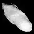 An irregularly shaped oblong body is fully illuminated. It is elongated in the direction from the top left to bottom left. Its surface is covered by craters.