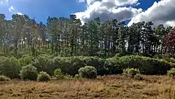Pinus radiata in Australia, where it was introduced in the late 19th century.