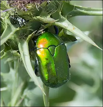Rose chafer, Protaetia cuprea, feeding on thistle