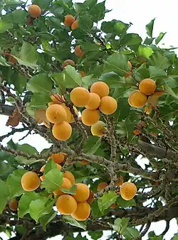 Fruits on tree