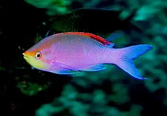 Pseudanthias tuka, a reef fish from the Indian Ocean