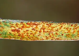 Barley rust, a disease caused by the fungus Puccinia hordei