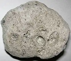 Trachytic pumice from the 2021 Fukutoku Okanoba eruption