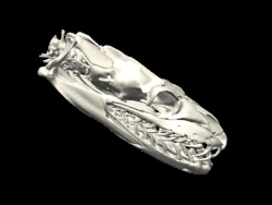 What a python skull looks like