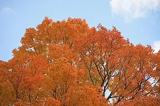 Bright orange leaves against a mostly clear blue sky