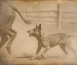 National Library of Australia (NLA), Parkes, ACT