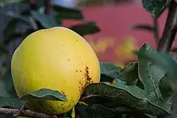 'Constantinople apple' cultivar